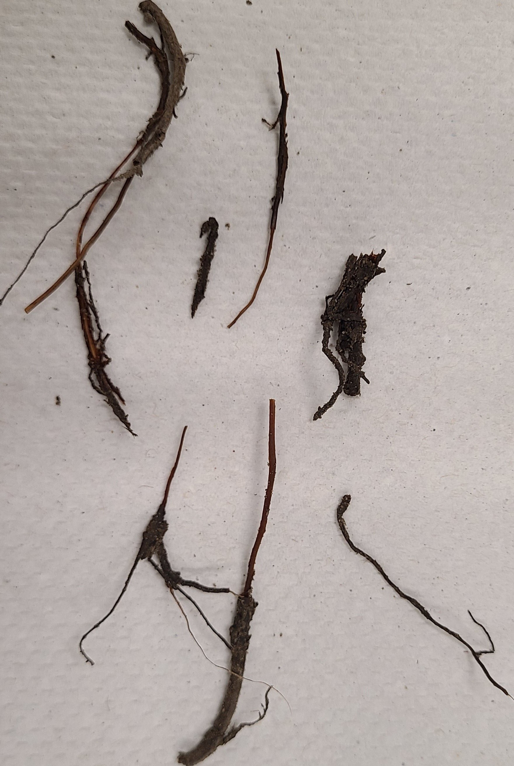 Phytophthora infected roots showing the outer layer of bark easily separating from the core.